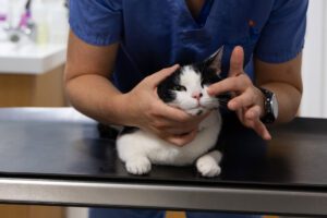 Cat having a neurological examination
