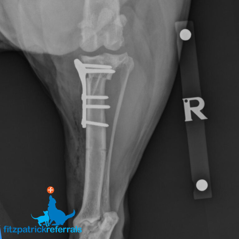 Lois' Tplo Surgery - Fitzpatrick Referrals