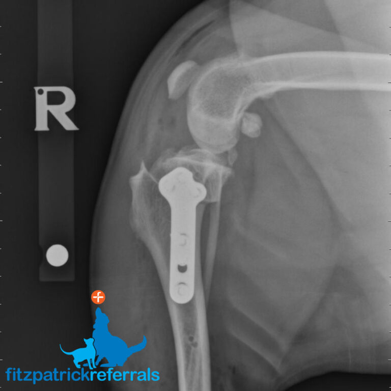 Lois' Tplo Surgery - Fitzpatrick Referrals