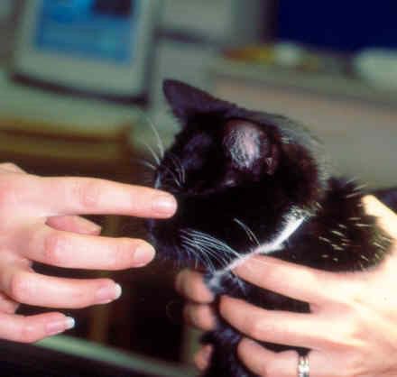 neuromuscular cat palpebral reflex
