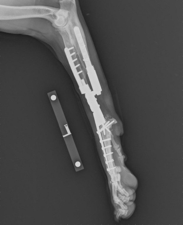 Radial endoprosthesis in the forelimb
