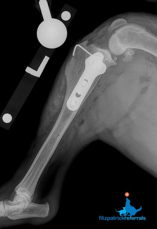 Post-operative radiograph of a dog's stifle after bilateral TPLO surgery