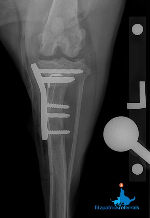 Post-operative radiograph of a dog's stifle after bilateral TPLO surgery