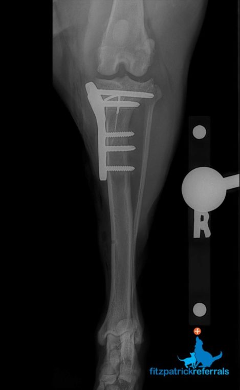 Post-operative radiograph of a dog's stifle after bilateral TPLO surgery