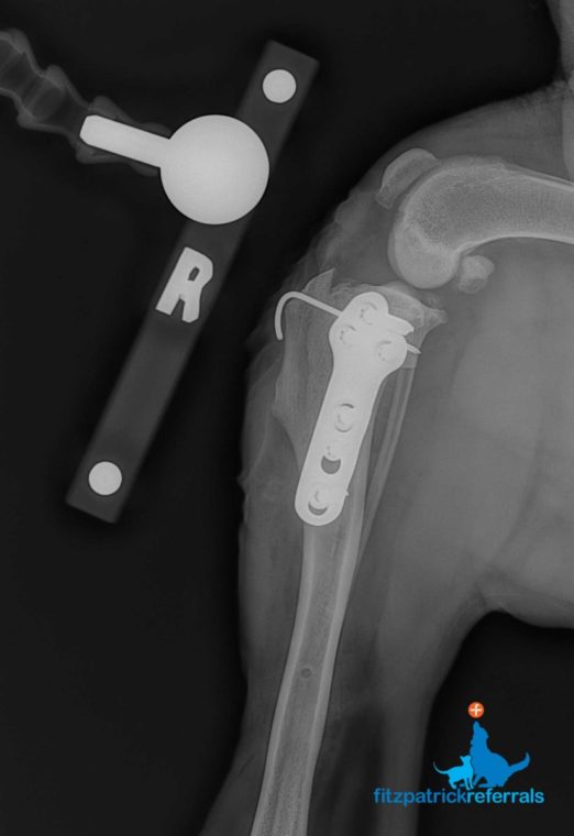 Post-operative radiograph of a dog's stifle after bilateral TPLO surgery