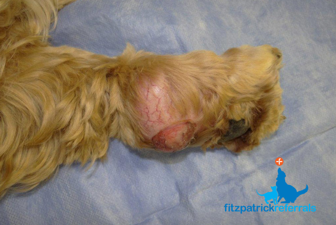 Dog with ulcerated cancerous foot