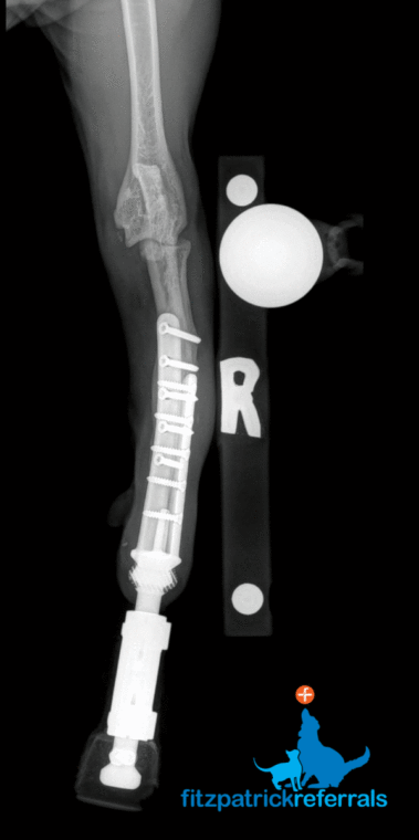 X-ray of cat with PerFiTS implant following amputation at Fitzpatrick Referrals Orthopaedics