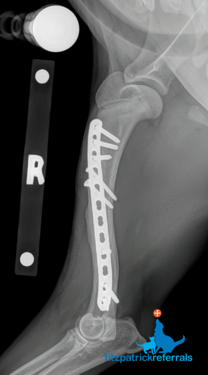 Postoperative radiograph of a border collie's spiral fracture repair branded