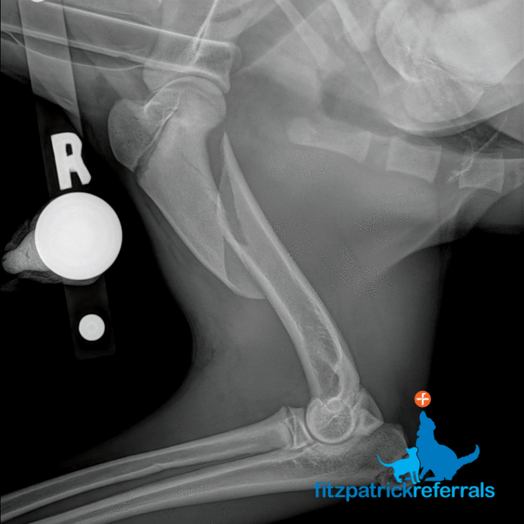 Radiograph of a border collie's fracture to the humerus