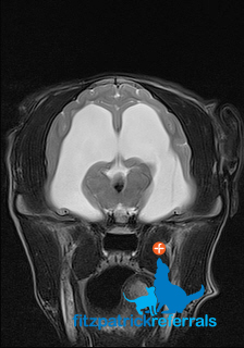 MRI scan of a 5 month old Border Collie puppy with hydrocephalus at Fitzpatrick Referrals