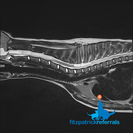 MRI scan of a 5-month-old puppy's spine pre-surgery showing syringomyelia (fluid-filled cavities)