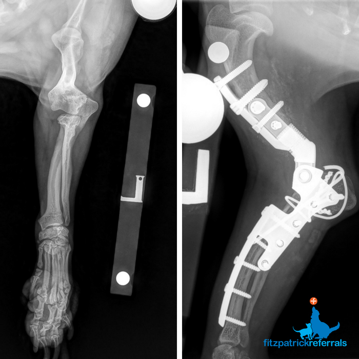 Spotlight On Canine Developmental Elbow Disease Elbow Dysplasia 28