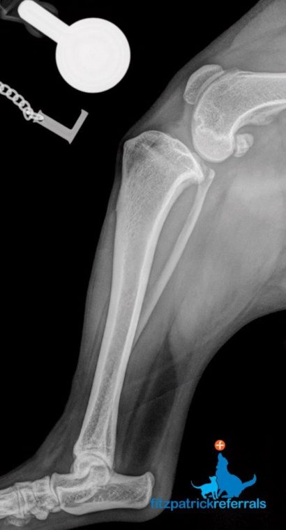 Radiograph of a dog's left hind limb with cruciate ligament disease at Fitzpatrick Referrals