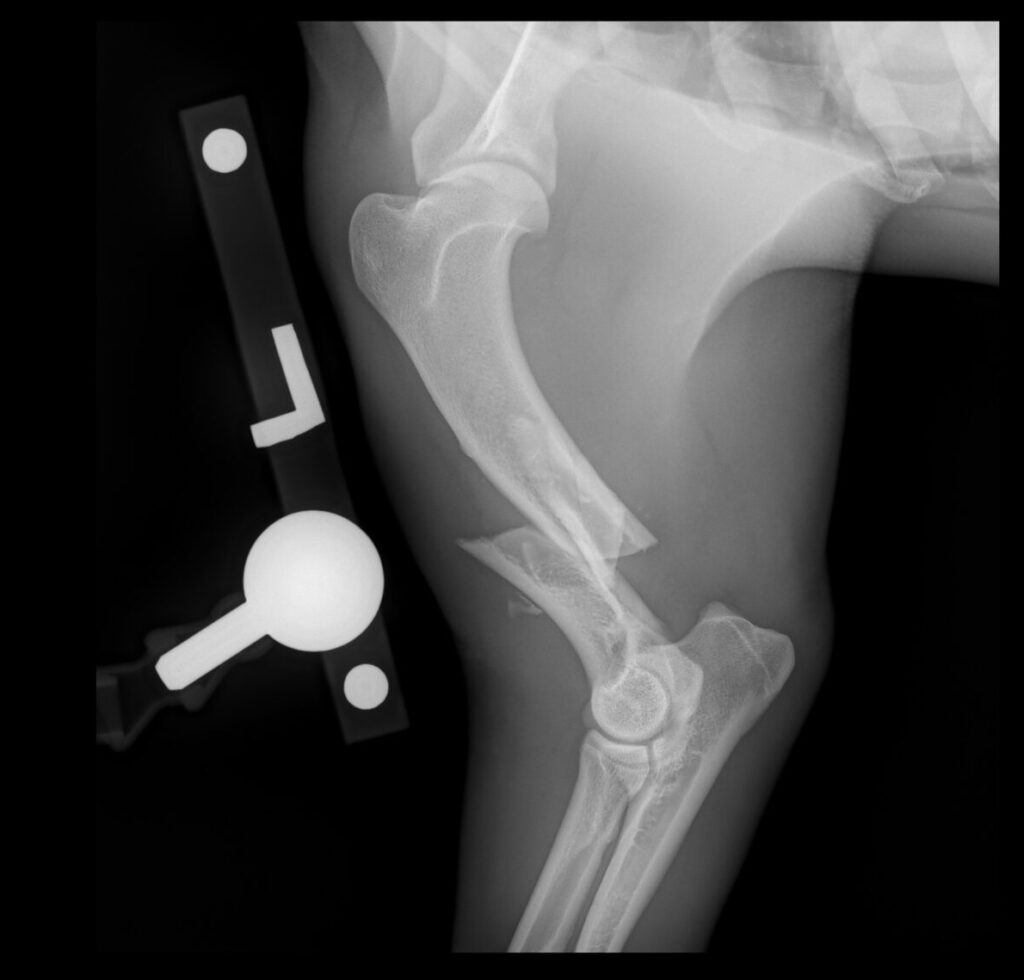 Before x-rays of a fractured left humerus