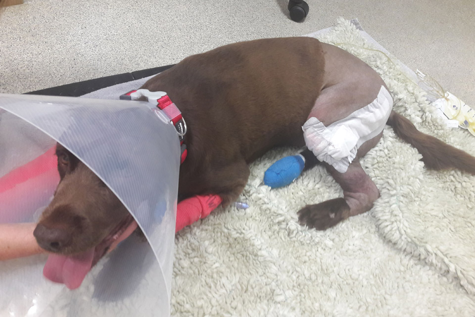 Spaniel patient after fracture repair surgery at Fitzpatrick Referrals Orthopaedics and Neurology