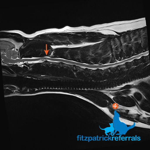 MRI scan of a Labrador's c-spine showing left sided C2-C3 disc extrusion
