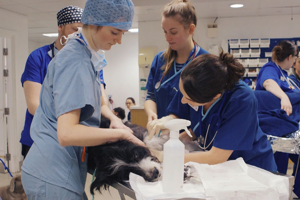 Registered Veterinary Nurses treating a patient in prep