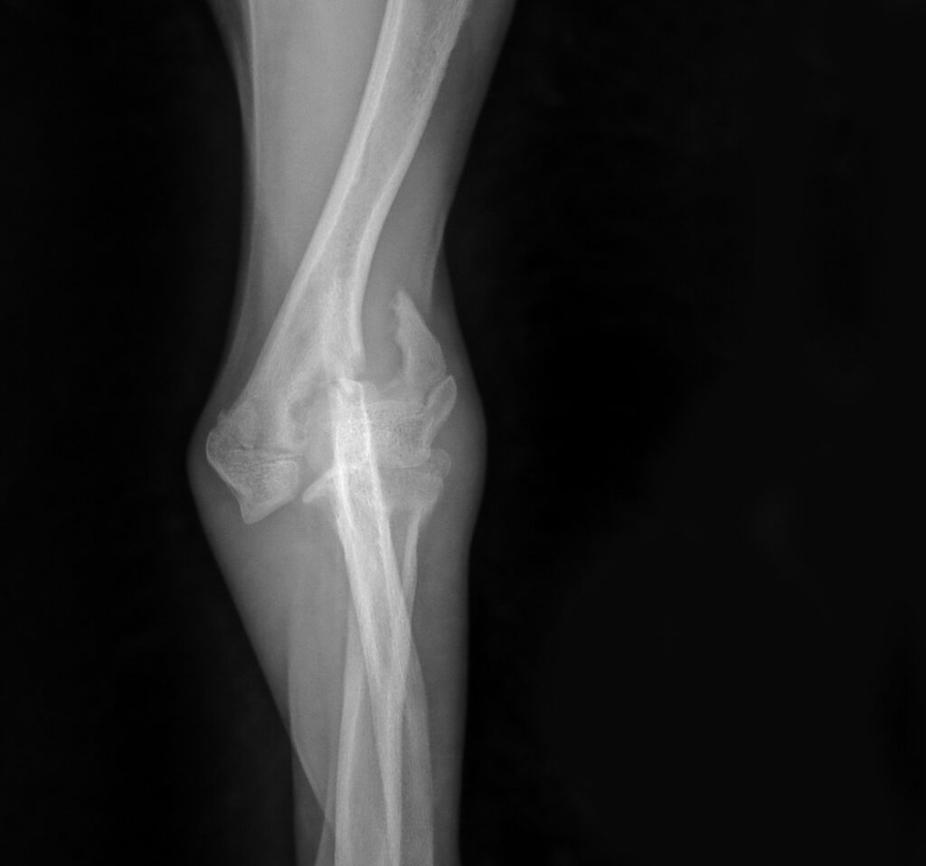 Radiograph of a condular fracture pre-surgery at Fitzpatrick Referrals