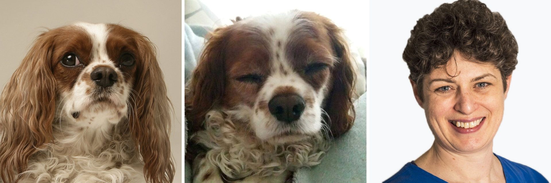 King Charles Cavalier Spaniel with Chiari-malformation associated pain
