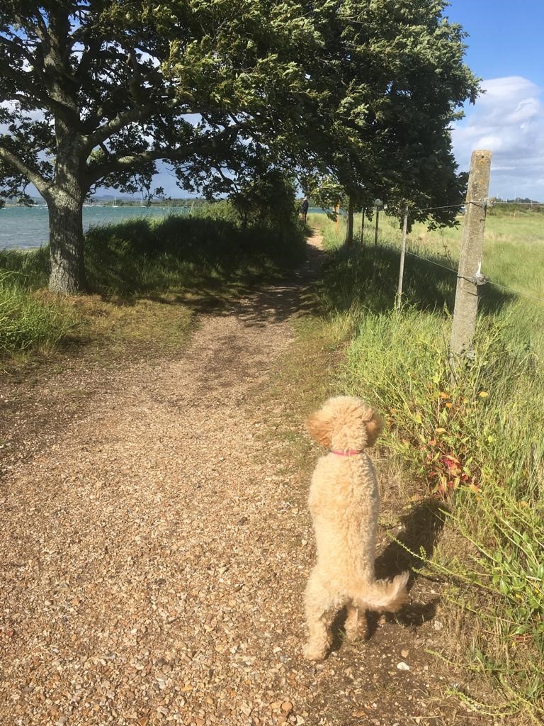 Mabel now - enjoying walks