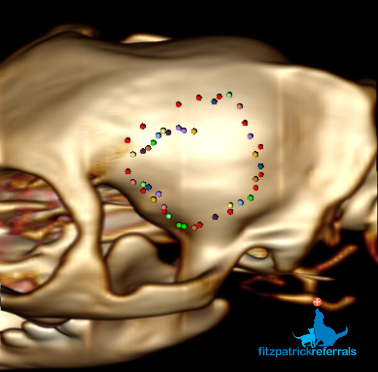 3D reconstruction from a CT scan of a cat's brain tumour by Fitzpatrick Referrals