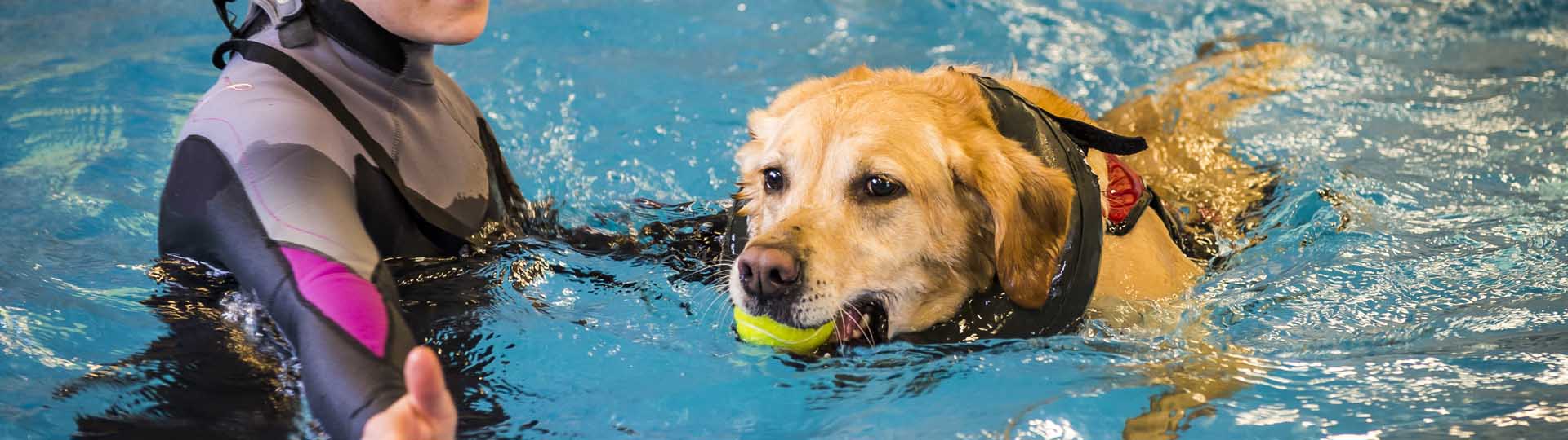 Golden Retriever having hydrotherapy in the pool