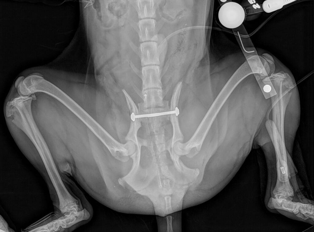 Pre and post-operative radiographs of an 8 month old Cocker Spaniel's bilateral sacroiliac luxation stabilisation and left ischium fracture