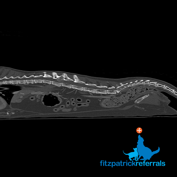 CT bone scan of a cat's spine for pre op surgical planning