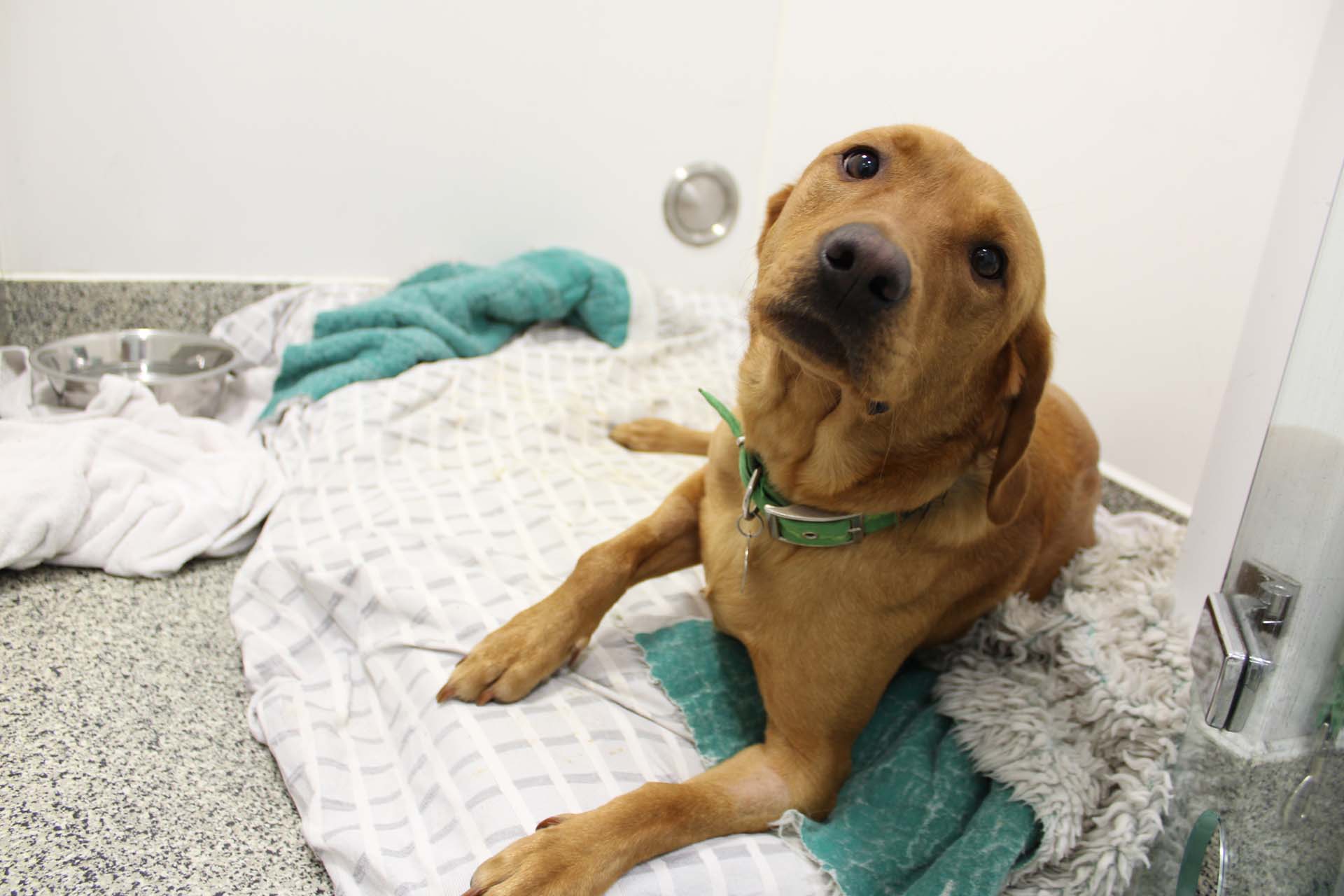 Fox red labrador lying in kennel at vets