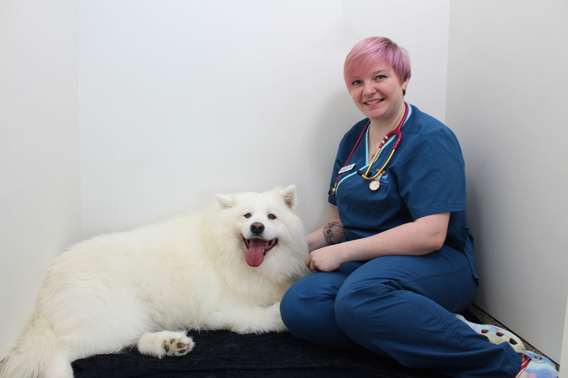 Vet nurse comforting samoyed dog in its hospital kennel