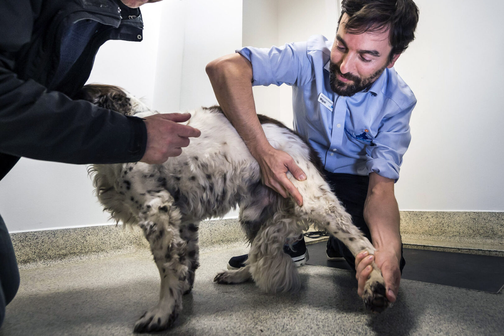 Veterinary specialist examining a spaniel's knee in consult