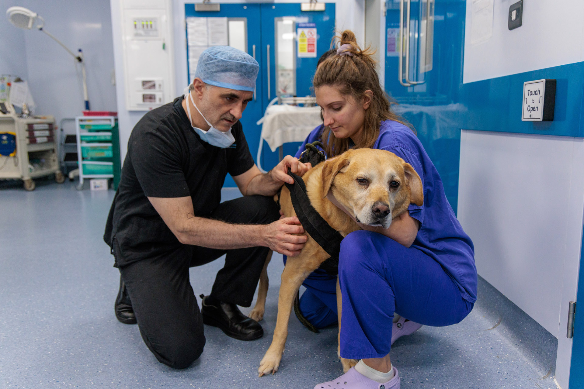 Professor Noel Fitzpatrick examining a Labrador patient
