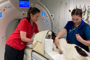 Radiographer and nurse positioning patient in CT scanner