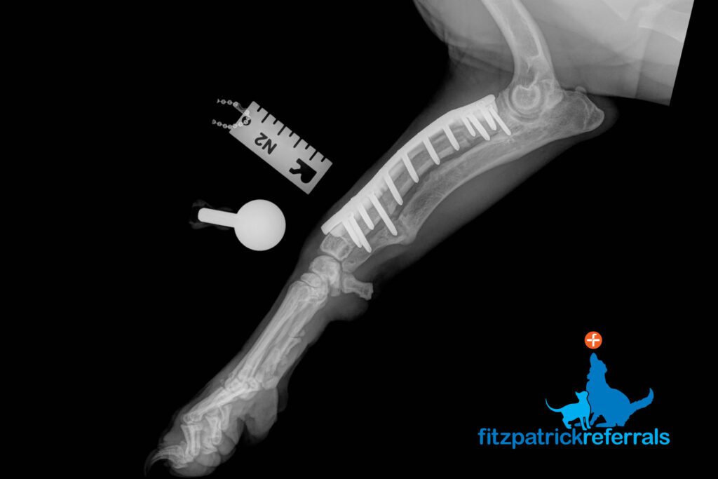 Radiograph of dog 12 weeks after surgery to correct antebrachial growth deformity
