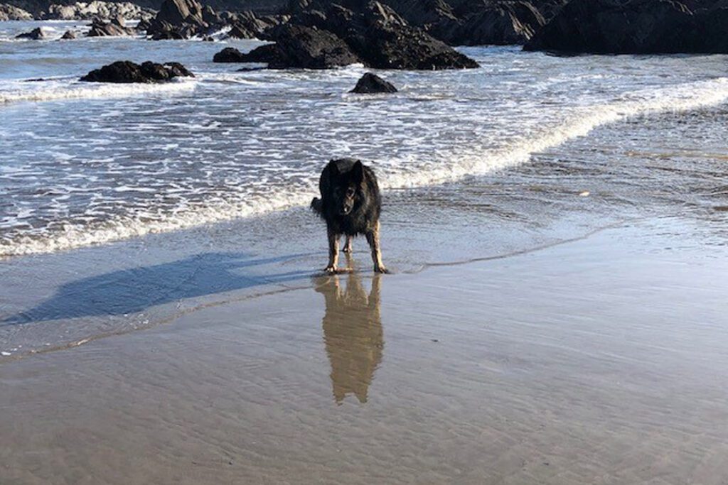 German Shepherd Dog on the beach