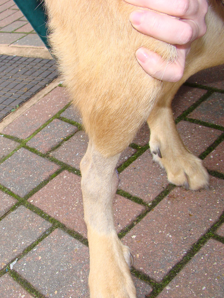 Dog with swelling of the distal tibia caused by osteosarcoma