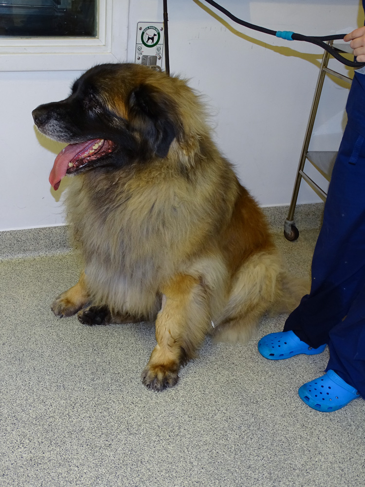 Dog with distal radial osteosarcoma