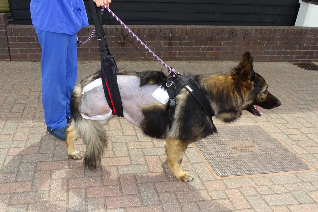 GSD patient Lexi two days after pelvic limb amputation surgery at Fitzpatrick Referrals