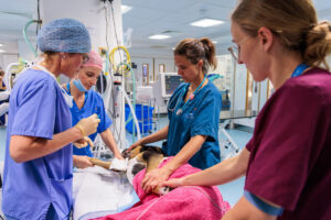 Sedated dog being cared for by Senior Clinician, Surgical Resident, RVN and VCA