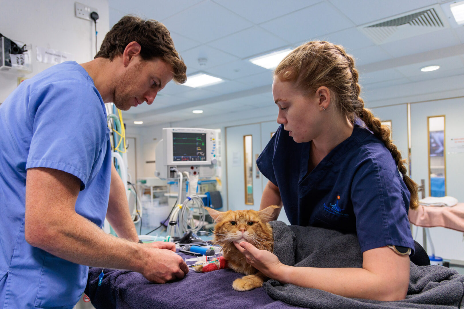 Registered veterinary nurse and vet with feline patient