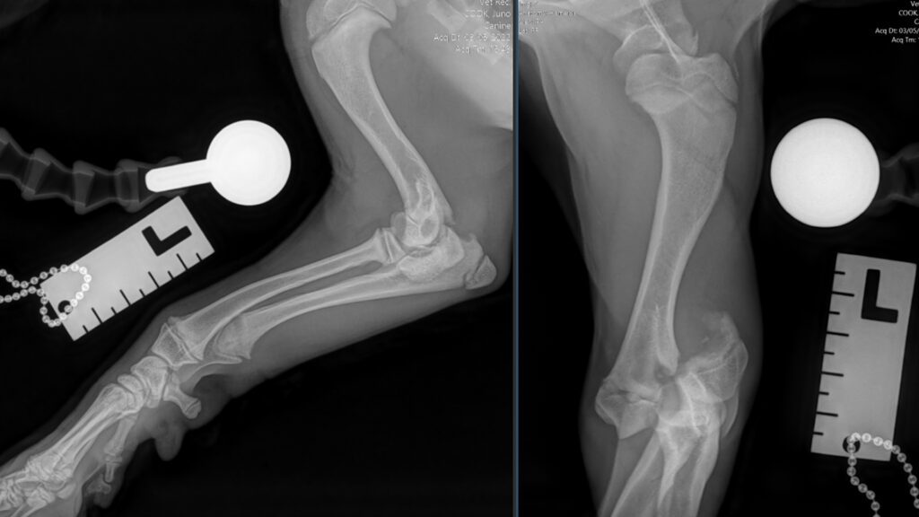 Preoperative radiographs of a puppy's humeral condylar fracture