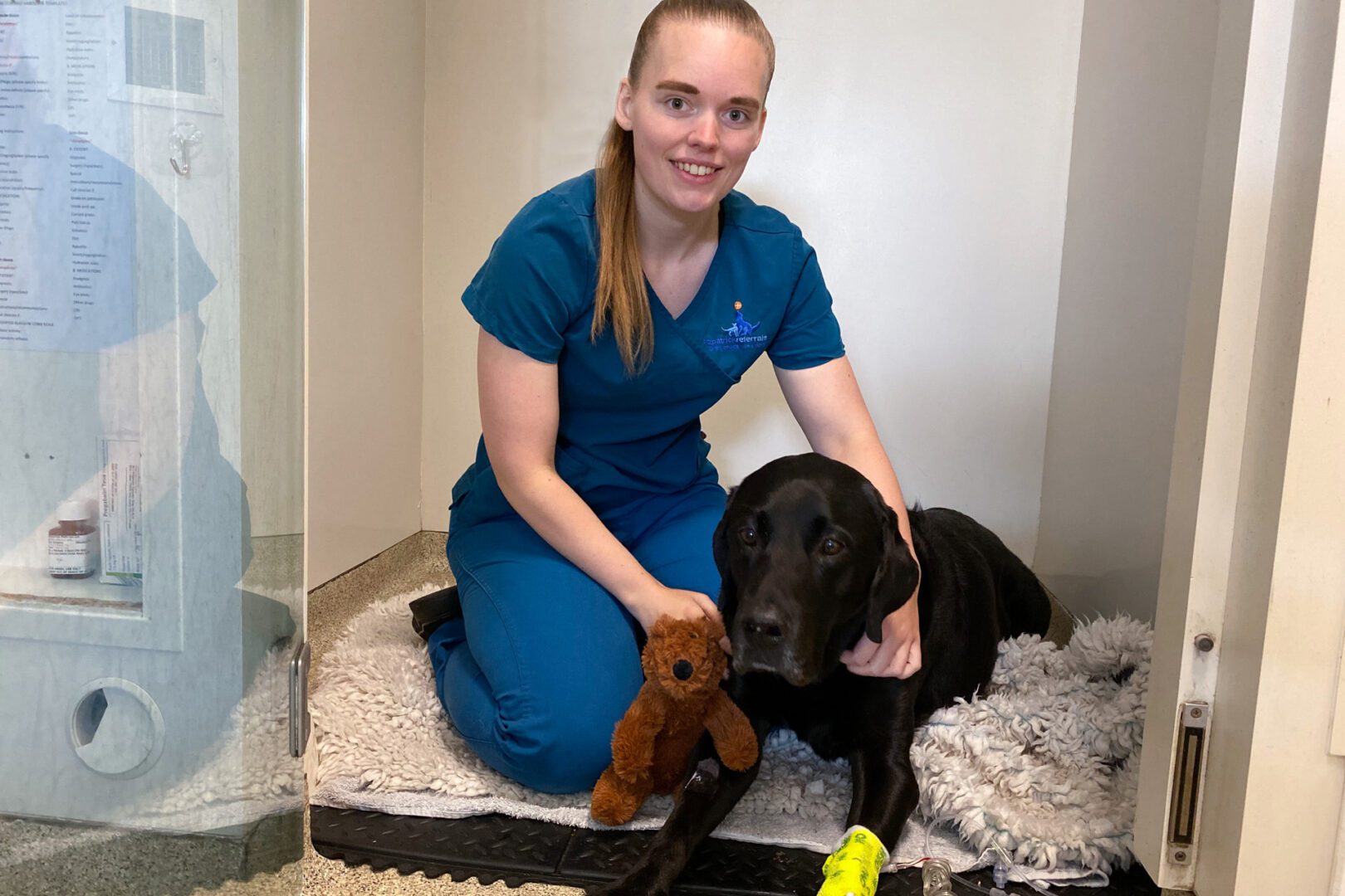 Registered Veterinary Nurse sitting with Labrador patient in wards at vet hospital