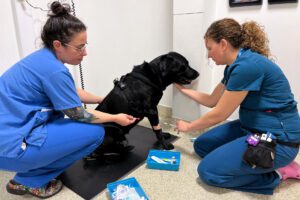 Black Labrador being sedated at the vets