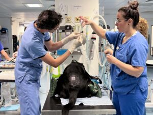 Black Labrador having injection at the vets