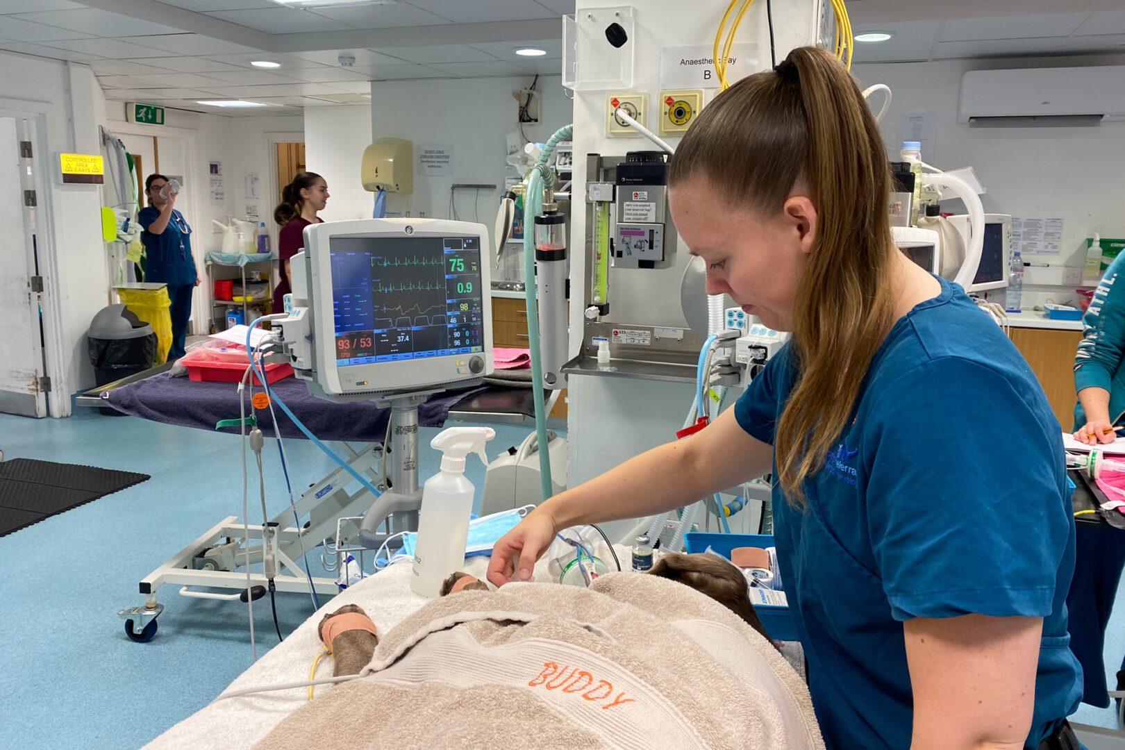 Registered Veterinary Nurse monitoring a dog under anaesthesia