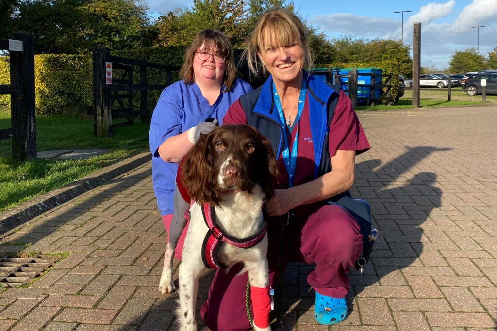 English Springer Spaniel patient outside in the sunshine with veterinary care assistants