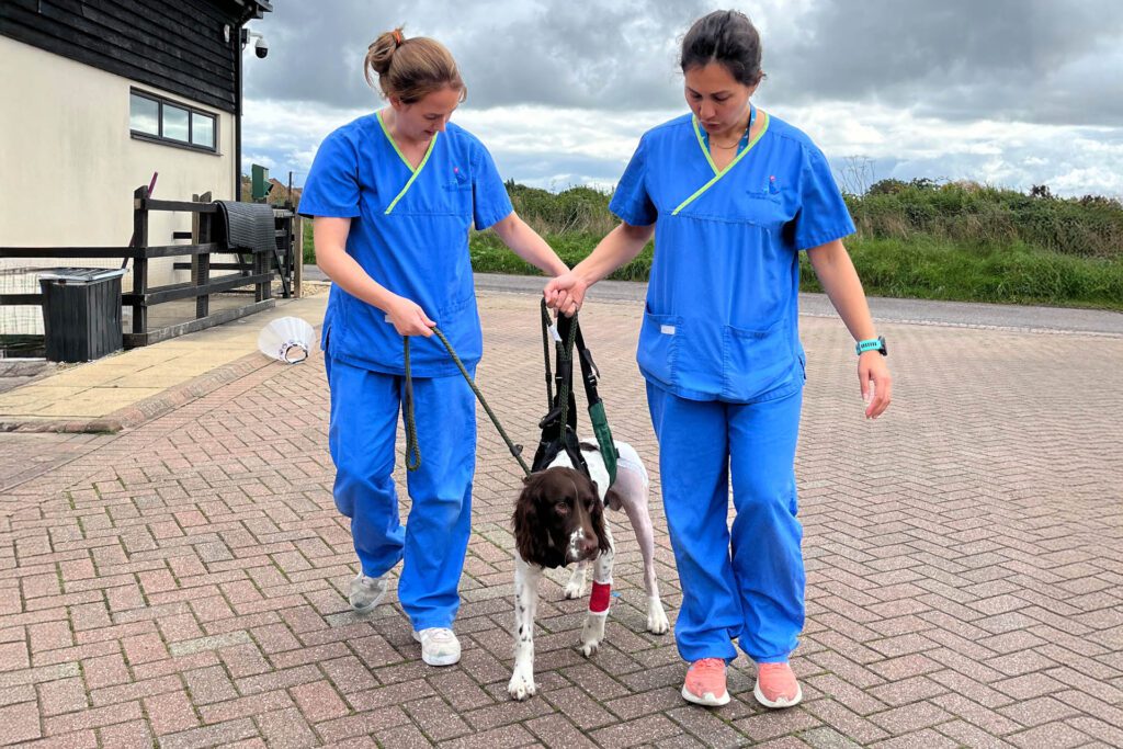 English Springer Spaniel being walked with a sling the day after bilateral DPO surgery at Fitzpatrick Referrals