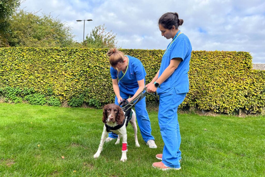 English Springer Spaniel in the garden being supported by a sling 1 day after surgery at Fitzpatrick Referrals