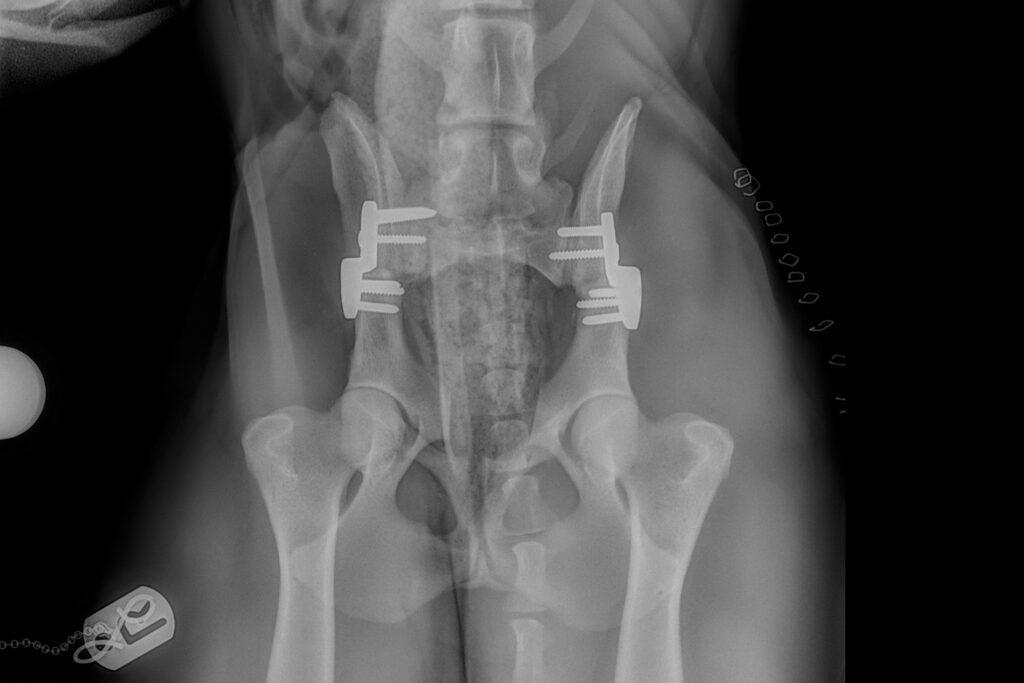 Postop radiograph of a dog's pelvis following single session bilateral double pelvic osteotomy procedure at Fitzpatrick Referrals