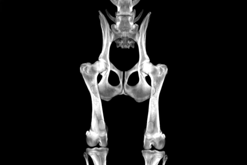 CT scan image of a dog's pelvis